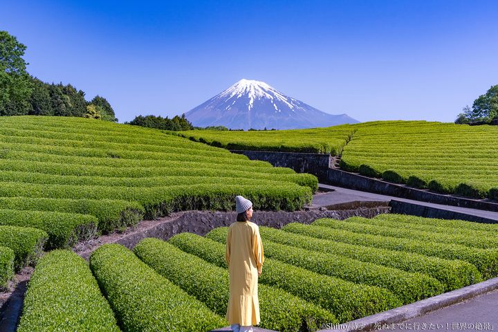 静岡県｜大渕笹場