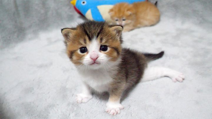 兄弟そっちのけの子猫