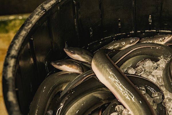 【京都府京都市】老舗鰻卸問屋直営「うなぎの中庄」が京都初出店！新名物「白ひつまぶし」も登場