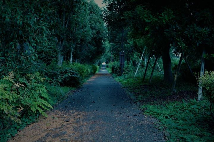 鬱蒼とした道