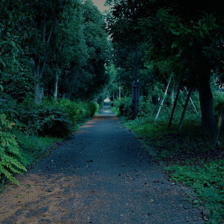 鬱蒼とした道