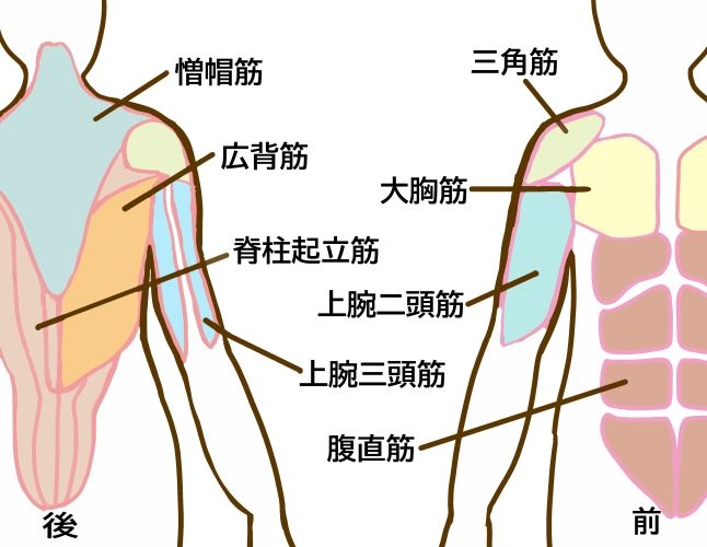 上半身の筋肉