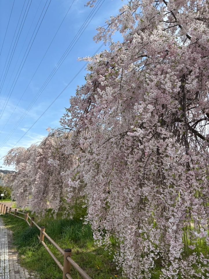 見頃を迎えた桜