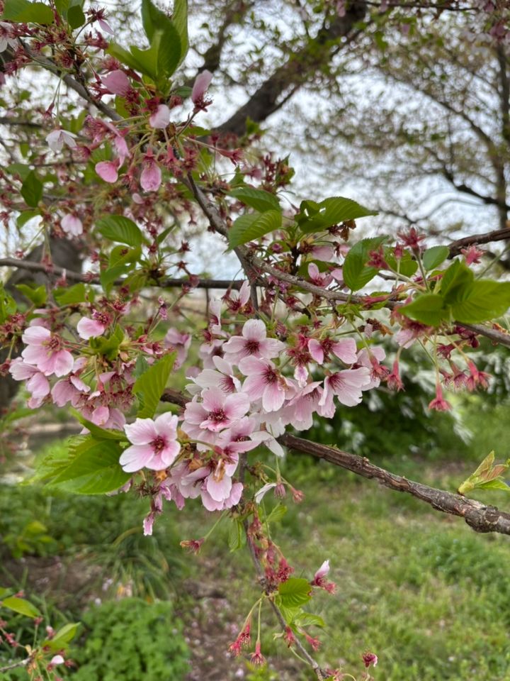 見頃を迎えた桜