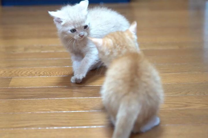 全力で遊ぶ子猫たち…まだまだ元気が有り余ってる！？とおもいきや…