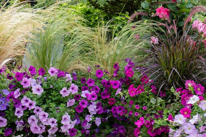 ペチュニアの背景に