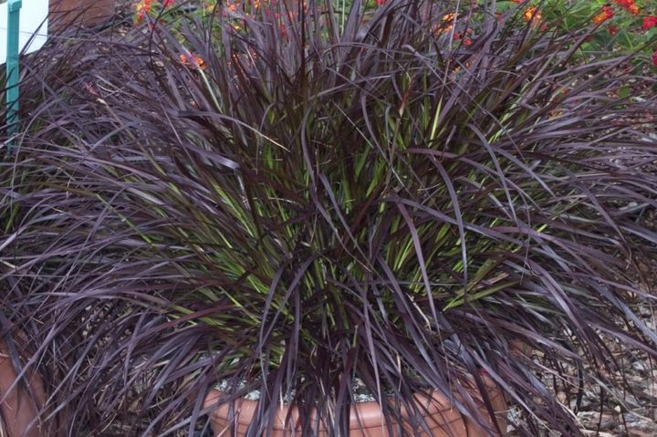 春先は緑の混じる葉色