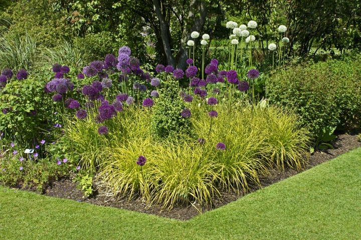 アリウムの足元を彩る