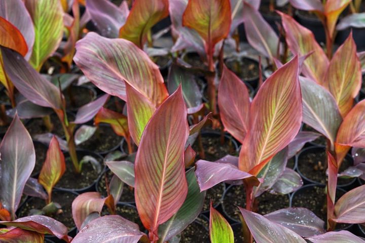 銅葉の園芸品種