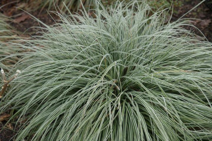 白い縁取りの入る品種