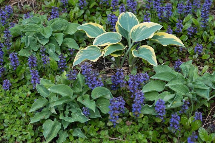 ギボウシの周囲を埋めるアジュガの花