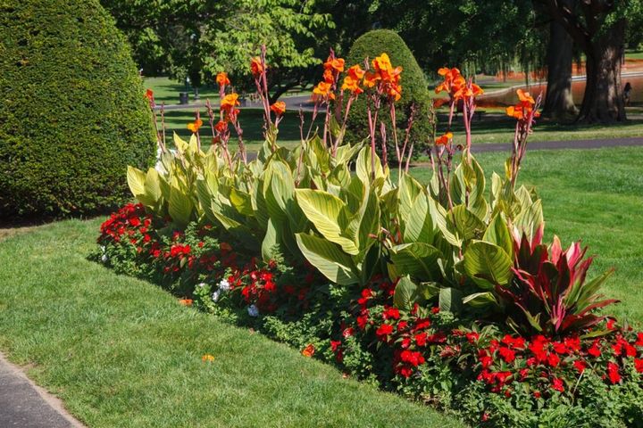 ニチニチソウの小花をまとめる