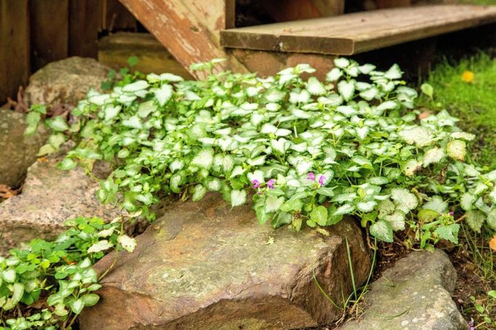 ほふく性の草姿