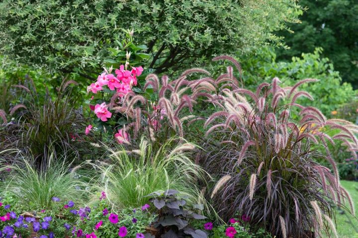 支柱に仕立てたマンデビラと