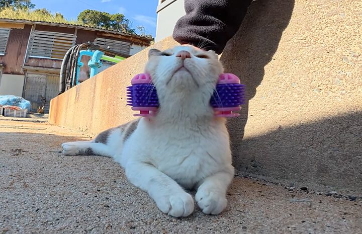 フェイスマッサージされる猫