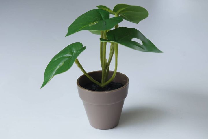 グリーンポット