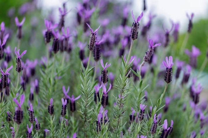 プロが伝授！【ラベンダー】栽培で失敗知らずの環境をつくるには？