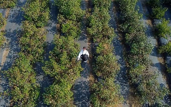 【高知県黒潮町】アバンティの国産綿プロジェクト『DoCoTToN』が砂浜美術館「Tシャツアート展」に登場