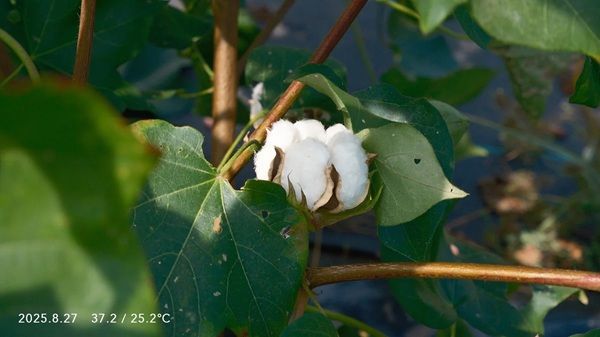 【高知県黒潮町】アバンティの国産綿プロジェクト『DoCoTToN』が砂浜美術館「Tシャツアート展」に登場