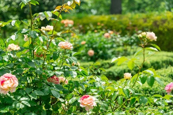 【広島県三原市】広島空港近くの庭園リゾート「フォレストヒルズガーデン」で本格洋食ランチがスタート