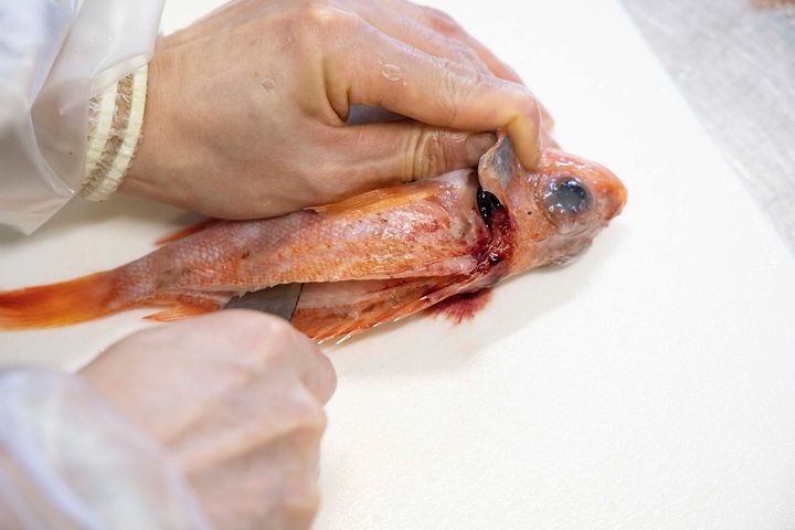 首の後ろから尾まで切り目を入れる