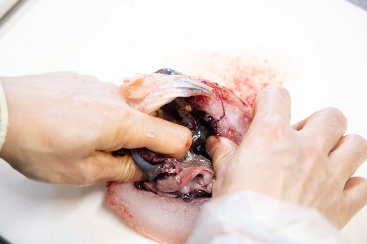 えらごと内臓をかき出す