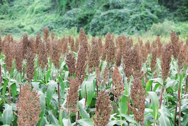 【東京都中央区、長野県須坂市】信州産ソルガム使用の「SORGAM series」誕生！ローンチイベントを開催