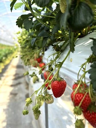 【長野県飯綱町・長野市】長野県産いちご「紅ほっぺ」のジャムがサンクゼール本店・門前店で数量限定発売！