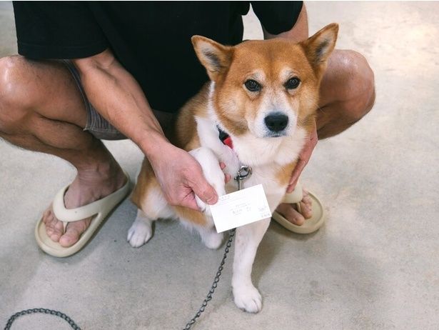 自分の名刺を持つマスコット犬のゴン