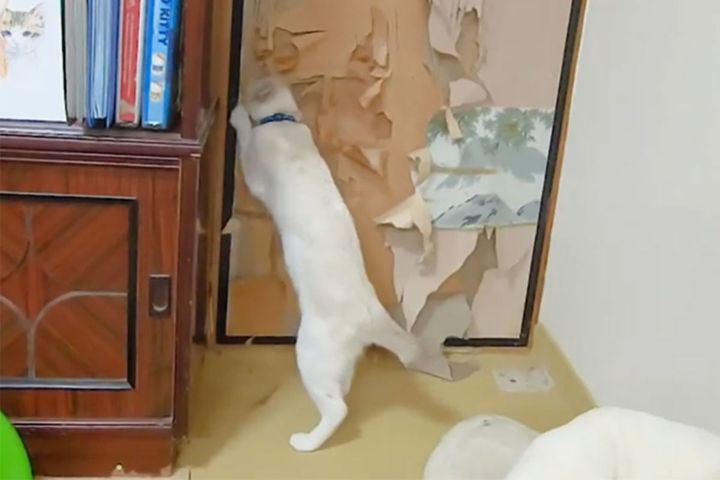 うわー！！ふすまがズタズタ……（汗）どうやら一匹の仕業ではないようで……