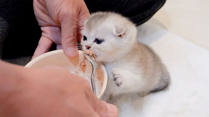 ご飯を食べる子猫