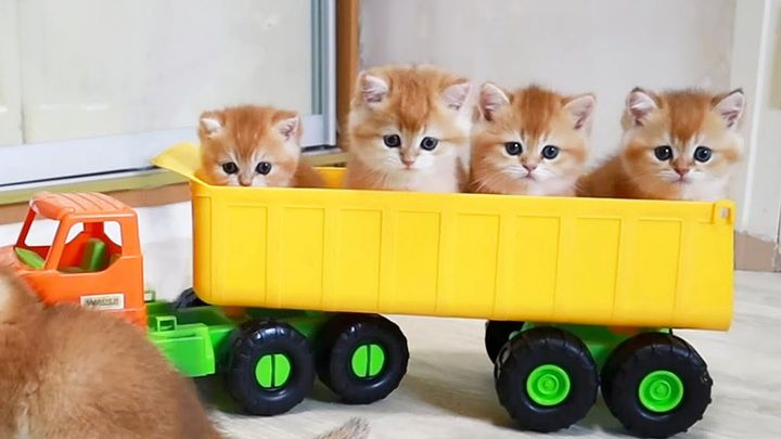 トラックに乗る子猫達