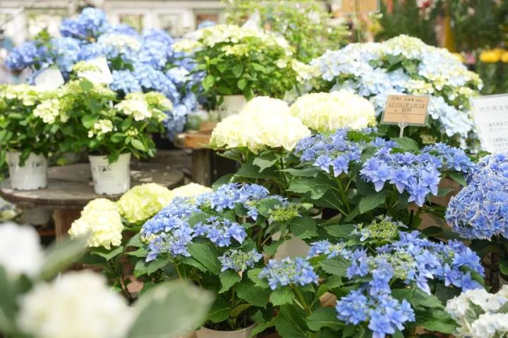 あじさい約60種が並ぶ売り場(the Farm UNIVERSAL／大阪府茨木市)