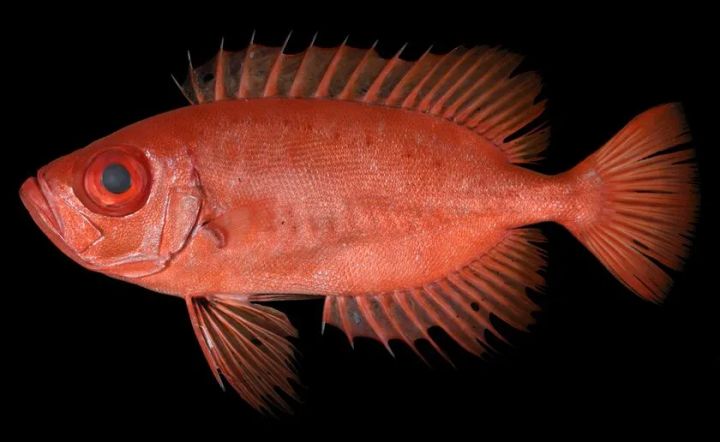 生鮮時のPriacanthus starnesi（アカネキントキ）のホロタイプ。標準体長154.8mmの鹿児島県産個体で、赤みを帯びた体と大きな目が見える標本