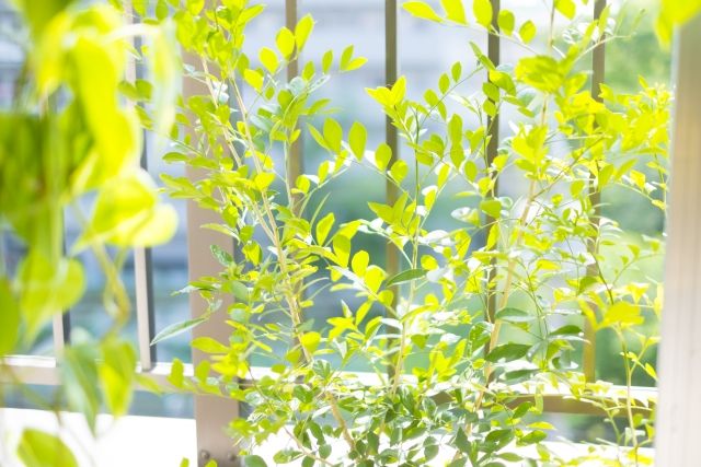 ベランダの植物 イメージ