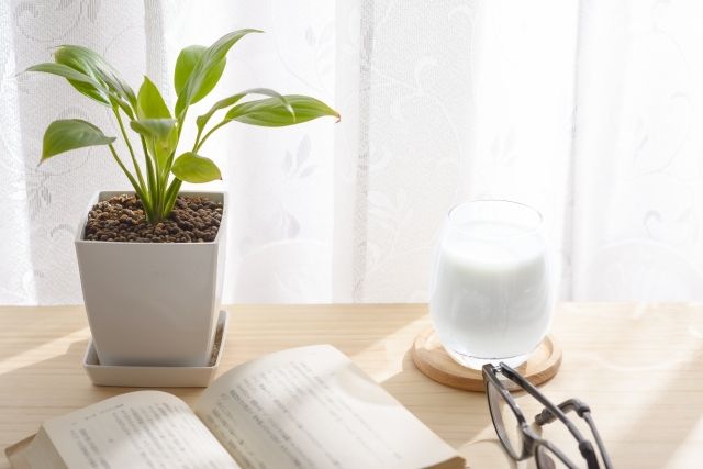 カーテンから光が入り込む窓際 観葉植物と本当眼鏡とドリンク
