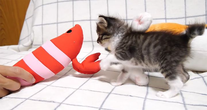 エビと対決する子猫