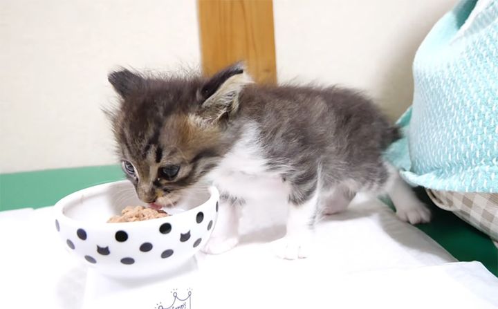 離乳食を食べる子猫