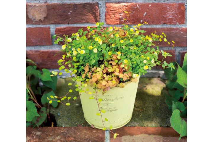 人気ガーデナー・土谷ますみさんが伝授！春に作りたい【イエローの花の寄せ植え】
