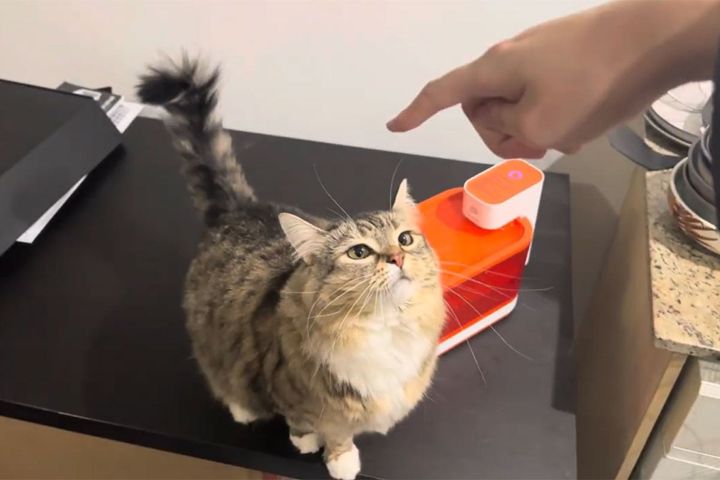 差し出された手に興味津々なフワフワ猫。じっと見つめています。