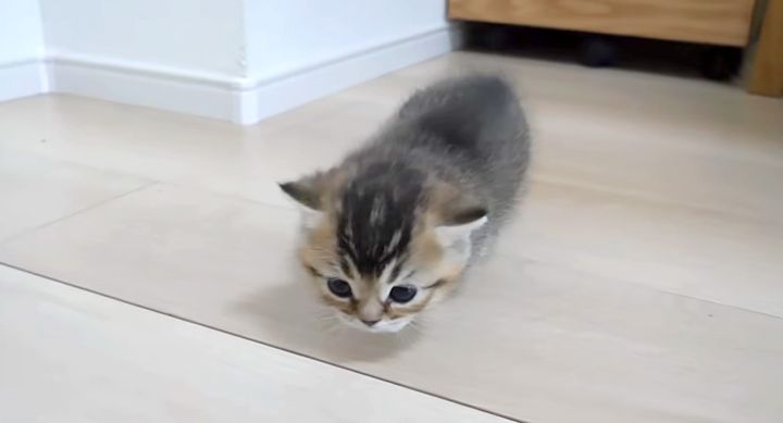 部屋探索する子猫