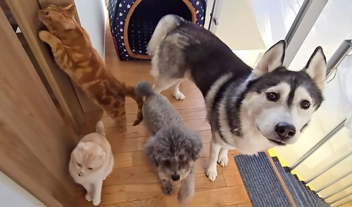 犬達と猫達
