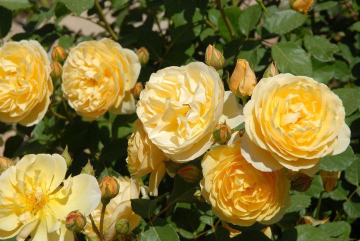イングリッシュローズの‘シャーロット’。コンパクトで淡黄色の花色は多くのバラと調和します。廃版になったのが残念（記事内のバラ園ではありません）。