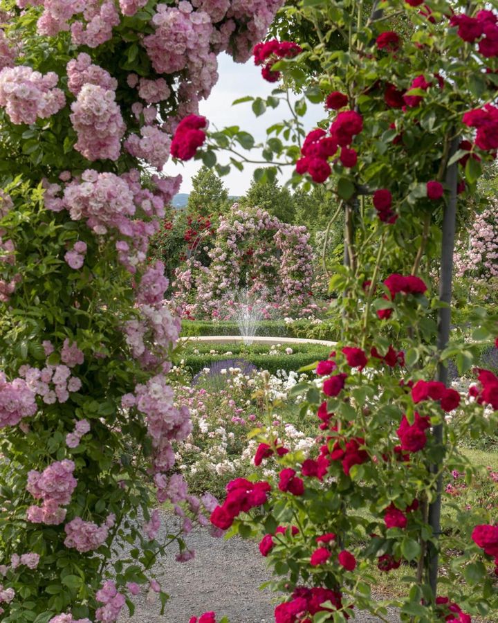 息をのむほど密に植えられたバラのアーチと噴水のある海外の公園。小輪のバラでロマンチックに構成しています（記事内のバラ園ではありません）。