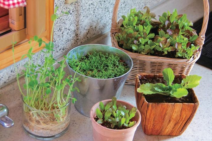 ベランダで始める【春のハーブ栽培入門】プランター・土・肥料の選び方、寄せ植えの方法は？