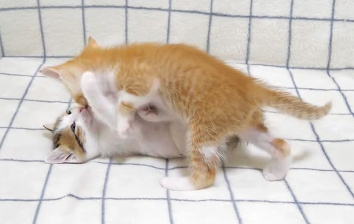 プロレスごっこをする子猫達