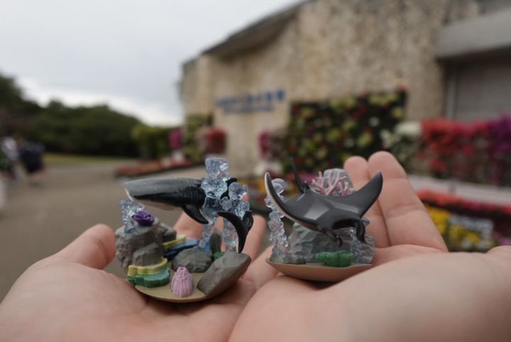 「カプリウムコレクション 沖縄美ら海水族館」