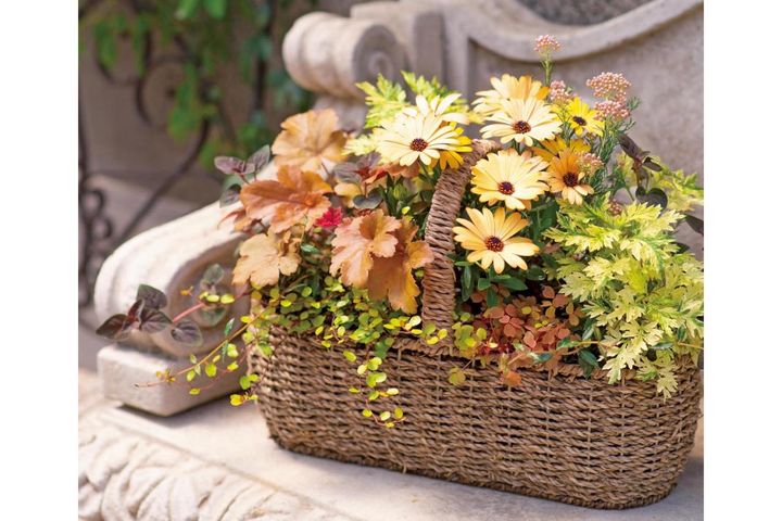 人気ガーデナーが提案！【レッド＆ブラウンの花の寄せ植え】カラーリーフで上品シックに春を彩る