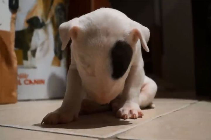 お座りした姿勢で、今にも倒れそうなブルテリアの子犬…どうしても眠りたくないようです。