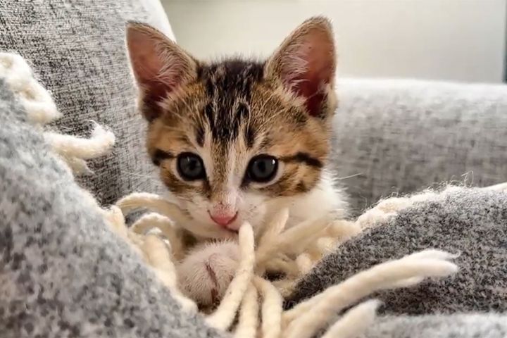 「何が始まるニャ？」不安そうな表情をする保護猫ムーン。